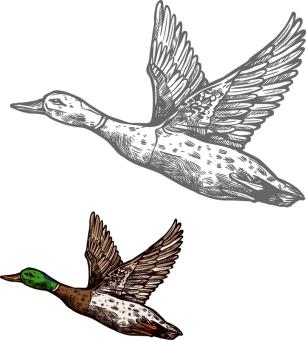 image of two ducks flying