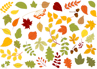 Maple, oak, birch, linden and herbs leaves set in red, yellow and orange autumn colors