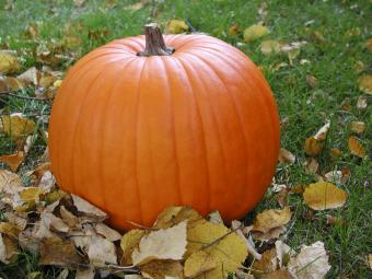 This is a picture of a pumpkin and leaves