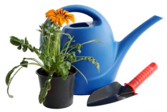This is a picture of a watering can and plant. 