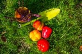This is garden tools and vegetables.