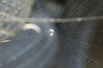 Spider Web Stock Photo