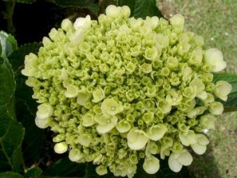 Photo of a Hydrangea