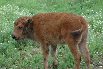 A baby buffalo.