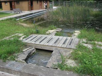 An old swimming pool turned into a pond.