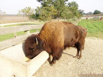 An adult buffalo at the Homestead.