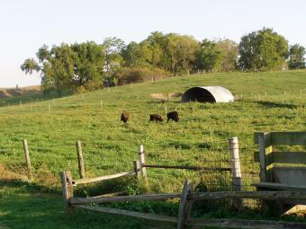 A field of cows and buffalo.