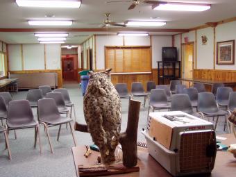 An owl on display in the eco room.