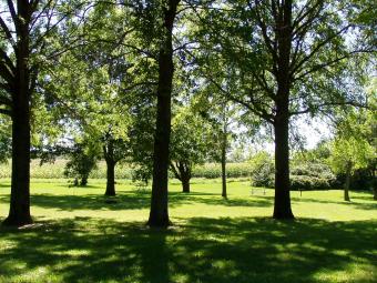 A picnic area surrounded by trees.