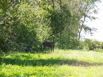 A deer look our way.