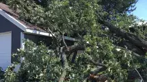 Storm damage tree resting on garage roof.