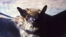Bat,Rabies