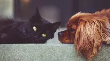 dog and cat laying on step