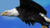 Eagle.JPG