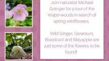 Wildflower hike flyer for event at Wapsi