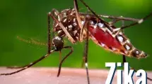 Female aedes aegypti mosquito