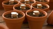 Money planted in pots.