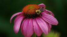 Bee pollinating a coneflower.