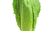 Head of romaine lettuce