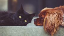 dog and cat laying on step