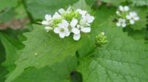 Spring Garlic Mustard Invasive.