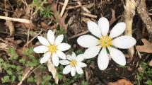 Bloodroot at Wapsi Center.