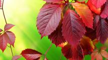 This is red autumn leaves up close.