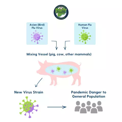 Avian Influenza 2
